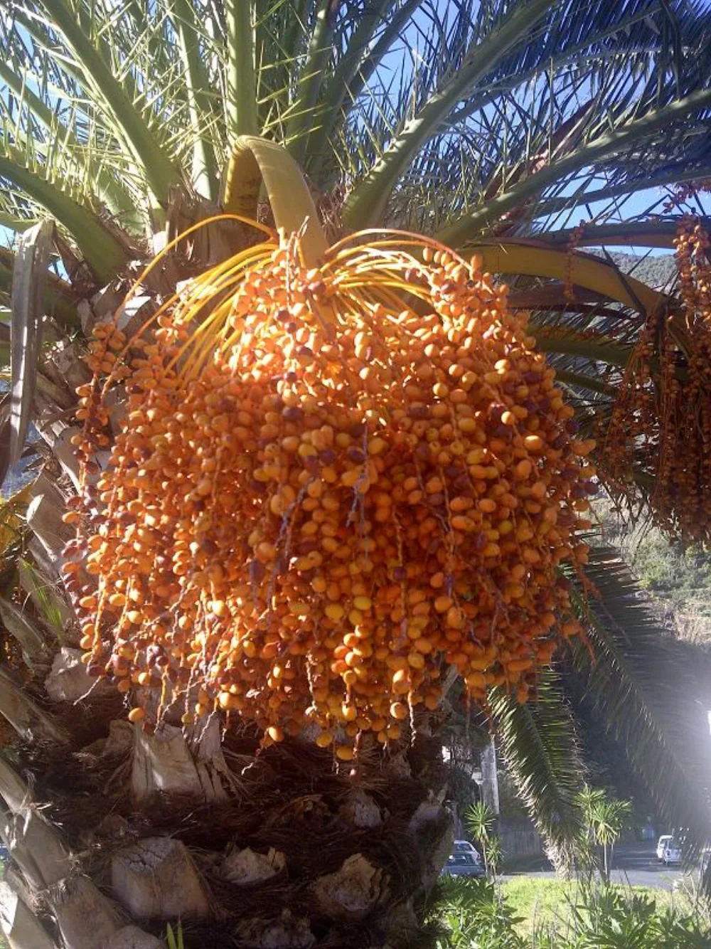 Buy Sukkari Dates in Jakarta: Prices, Delivery, Wholesale, and Fresh Stock Guide