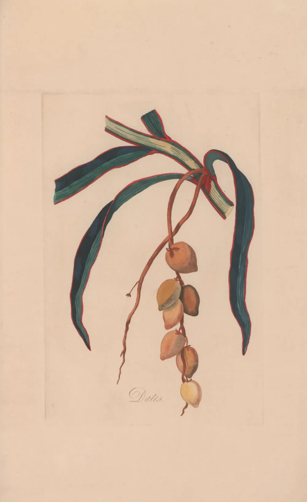 Sukkari Dates vs Medjool: Nutrition, Taste, Price, and When to Choose Each