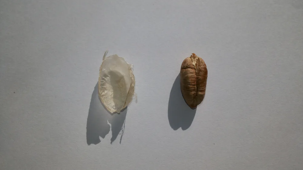 Kurma Sukari dari Al-Qassim